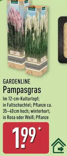 Aldi Nord GARDENLINE Pampasgras Angebot