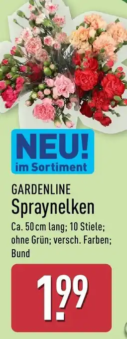 Aldi Nord GARDENLINE Spraynelken Angebot