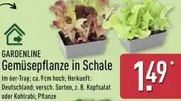 Aldi Nord GARDENLINE Gemüsepflanze in Schale Angebot