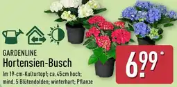 Aldi Nord GARDENLINE Hortensien-Busch Angebot