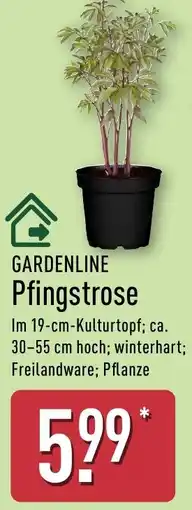 Aldi Nord GARDENLINE Pfingstrose Angebot
