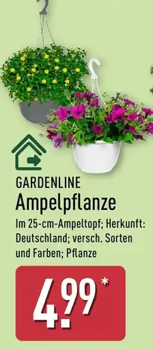 Aldi Nord GARDENLINE Ampelpflanze Angebot
