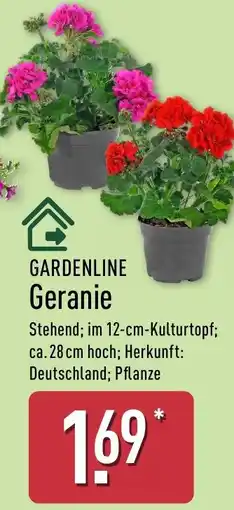 Aldi Nord GARDENLINE Geranie Angebot
