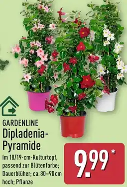 Aldi Nord GARDENLINE Dipladenia Pyramide Angebot