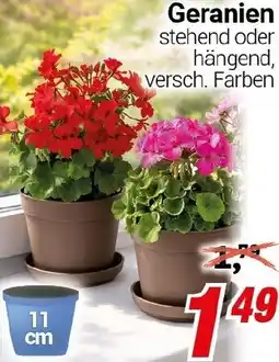 CENTERSHOP Geranien Angebot