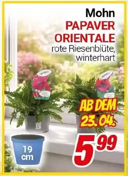 CENTERSHOP Mohn PAPAVER ORIENTALE Angebot