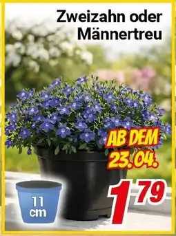 CENTERSHOP Zweizahn oder Männertreu Angebot