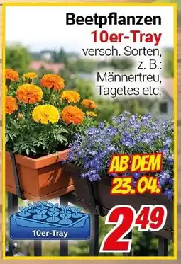 CENTERSHOP Beetpflanzen 10er-Tray Angebot