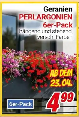 CENTERSHOP Geranien PERLARGONIEN Angebot