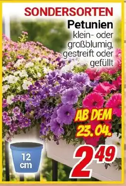 CENTERSHOP SONDERSORTEN Petunien Angebot