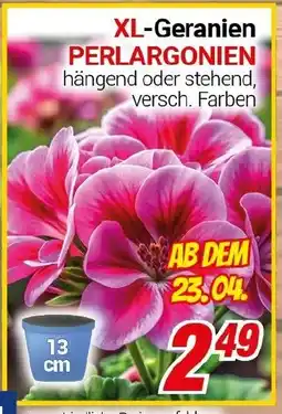 CENTERSHOP XL-Geranien PERLARGONIEN Angebot