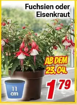 CENTERSHOP Fuchsien oder Eisenkraut Angebot