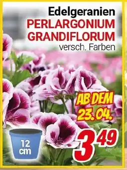 CENTERSHOP Edelgeranien PERLARGONIUM GRANDIFLORUM Angebot