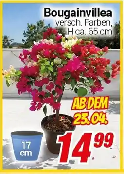 CENTERSHOP Bougainvillea Angebot