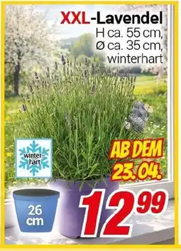 CENTERSHOP XXL-Lavendel Angebot