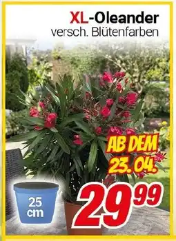 CENTERSHOP XL-Oleander Angebot