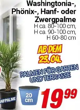 CENTERSHOP Washingtonia-, Phönix-, Hanf- oder Zwergpalme Angebot