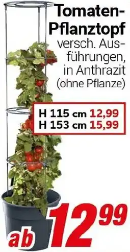 CENTERSHOP Tomaten Pflanztopf Angebot