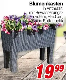 CENTERSHOP Blumenkasten Angebot