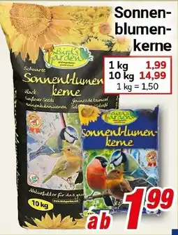 CENTERSHOP Sonnenblumen keme Angebot