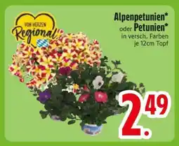 Edeka Alpenpetunien oder Petunien Angebot