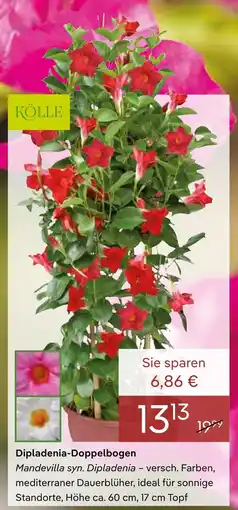 Pflanzen Kölle Kölle dipladenia-doppelbogen Angebot