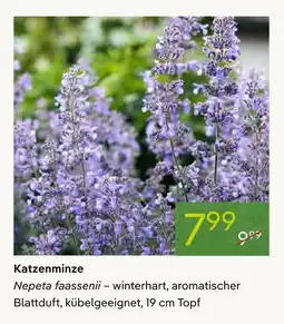 Pflanzen Kölle Katzenminze Angebot