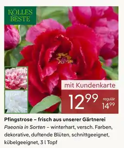 Pflanzen Kölle Kolles beste pfingstrose Angebot
