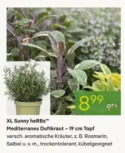 Pflanzen Kölle Xl sunny herbs mediterranes duftkraut Angebot
