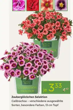 Pflanzen Kölle Zauberglöckchen selektion Angebot