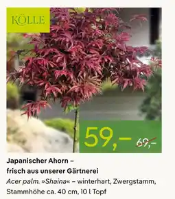 Pflanzen Kölle Kölle japanischer ahorn Angebot