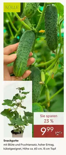 Pflanzen Kölle Kölle snackgurke Angebot