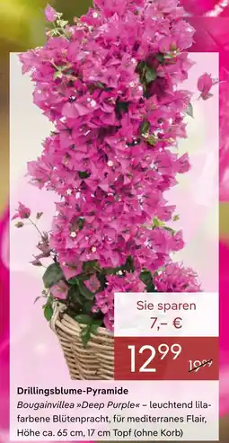 Pflanzen Kölle Drillingsblume-pyramide Angebot