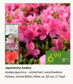 Pflanzen Kölle Japanische azalee Angebot