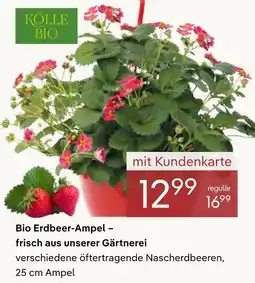 Pflanzen Kölle Kölle bio bio erdbeer-ampel Angebot