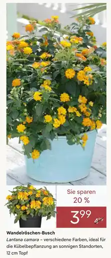 Pflanzen Kölle Wandelröschen-busch Angebot