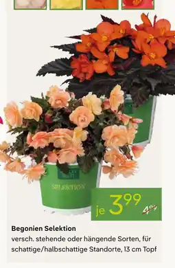 Pflanzen Kölle Begonien selektion Angebot