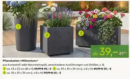 Pflanzen Kölle Pflanzkasten millennium Angebot