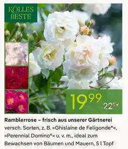 Pflanzen Kölle Kolles beste ramblerrose Angebot
