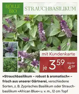 Pflanzen Kölle Kölle bio strauchbasilikum Angebot