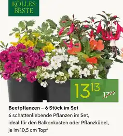 Pflanzen Kölle Kolles beste beetpflanzen – 6 stück im set Angebot
