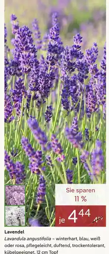 Pflanzen Kölle Lavendel Angebot