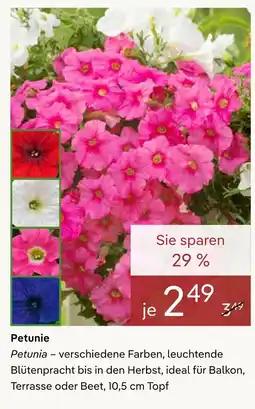 Pflanzen Kölle Petunie Angebot