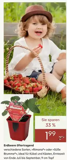 Pflanzen Kölle Erdbeere öftertragend rimona Angebot