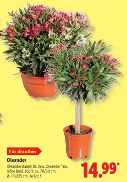 Lidl Oleander Angebot