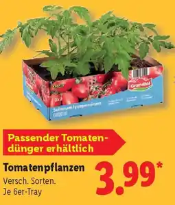 Lidl Tomatenpflanzen Angebot