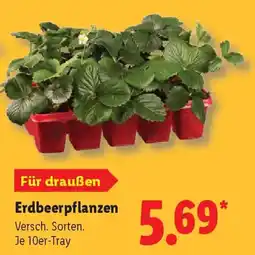 Lidl Erdbeerpflanzen Angebot