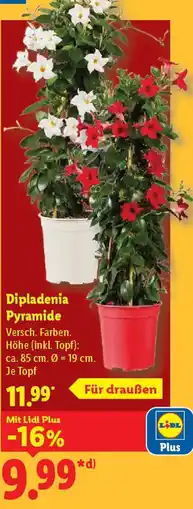 Lidl Dipladenia Pyramide Angebot