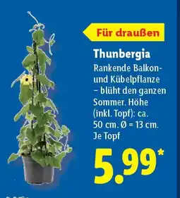 Lidl Thunbergia Angebot