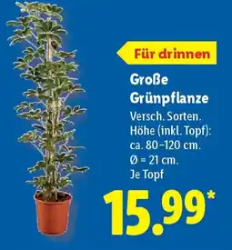 Lidl Große Grünpflanze Angebot